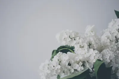 Fleurs blanches en grappe sur un fond gris clair, lumière douce