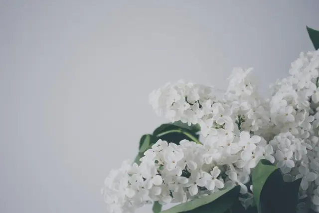 Fleurs blanches en grappe sur un fond gris clair, lumière douce